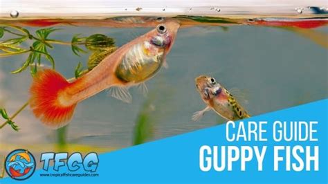 Guppy Fish Care Guide: Everything you need to know on how to .